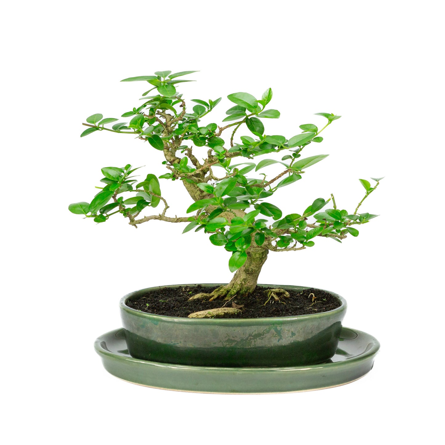 Binnen Bonsai Premna groene ovale pot 22cm, hoogte ~27cm
