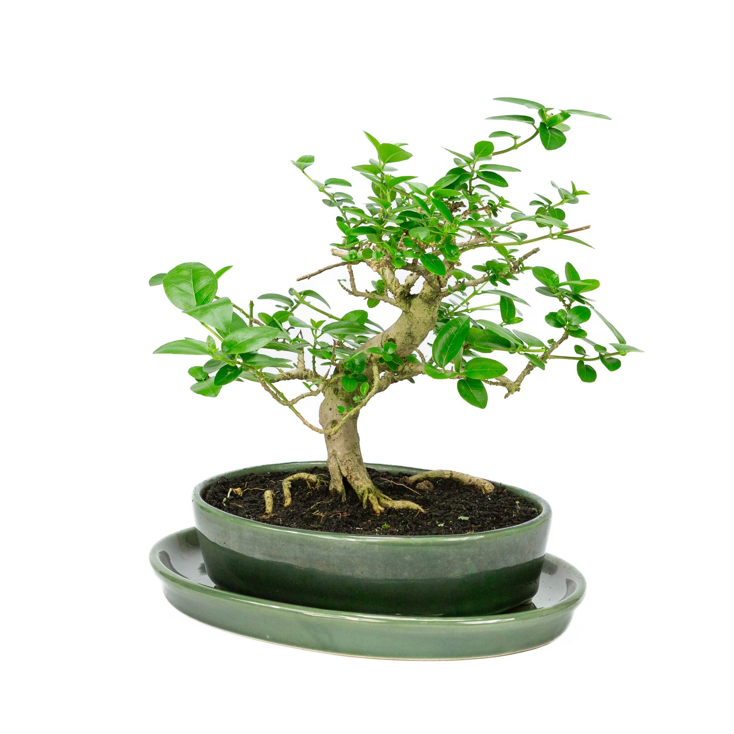 Binnen Bonsai Premna groene ovale pot 22cm, hoogte ~27cm