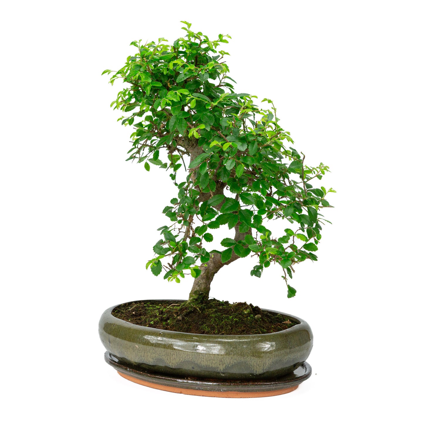 Bonsaï d'intérieur en forme de zelkova, pot ovale vert de 29 cm, hauteur ~ 40 cm