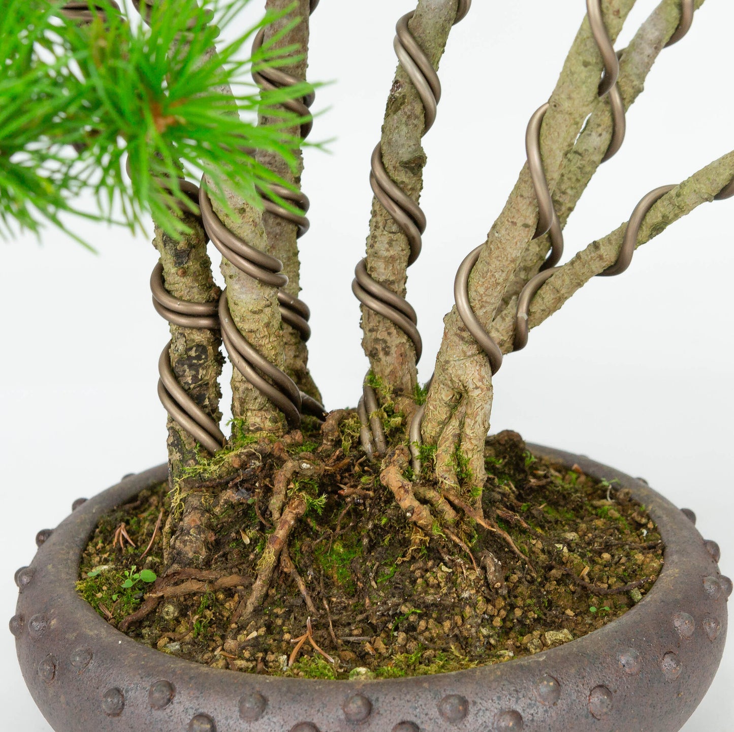 Buiten Bonsai Pinus parviflora ongeglazuurde ronde trommel pot 19cm, hoogte ~50cm