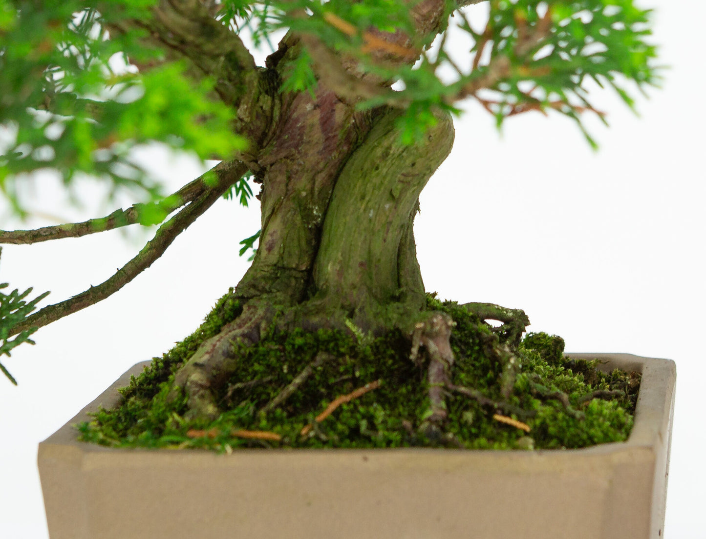 Bonsaï d'extérieur Juniperus chinensis non émaillé, carré de 10 cm, hauteur ~33 cm