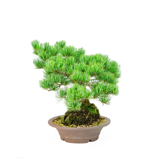 Bonsaï d'extérieur Pinus parviflora en pot rond non émaillé de 27 cm, hauteur ~40 cm