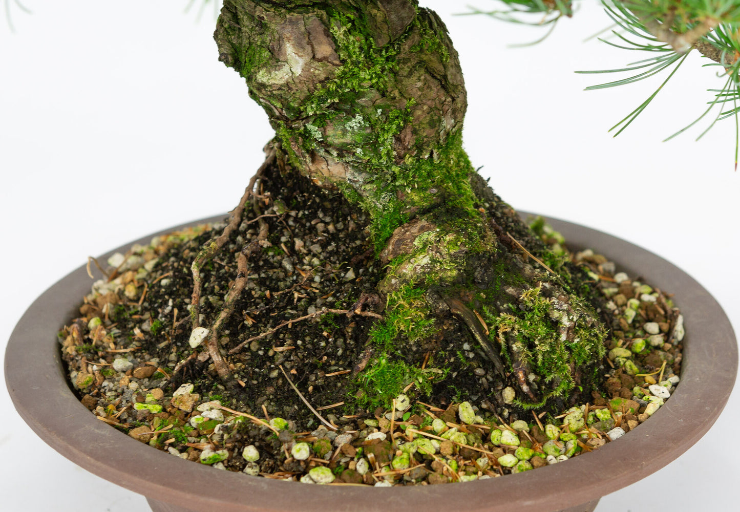 Buiten Bonsai Pinus parviflora ongeglazuurde ronde pot 27cm, hoogte ~40cm