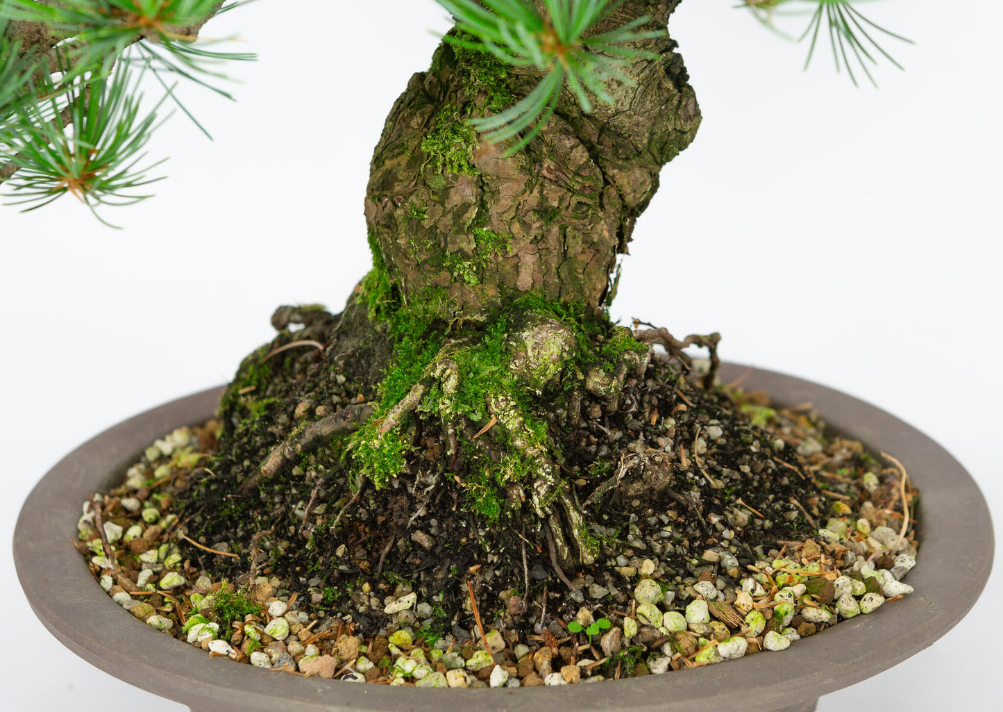 Bonsaï d'extérieur Pinus parviflora en pot rond non émaillé de 27 cm, hauteur ~40 cm