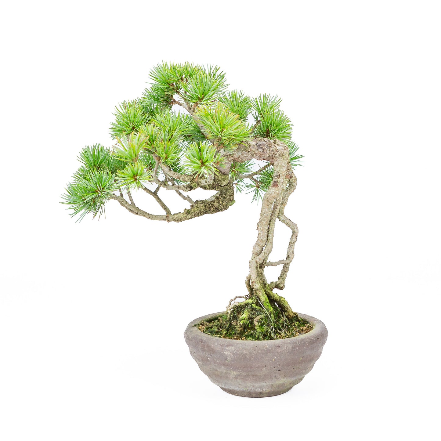 Buiten Bonsai Pinus parviflora neagari ongeglazuurde ronde pot 13cm, hoogte ~28cm