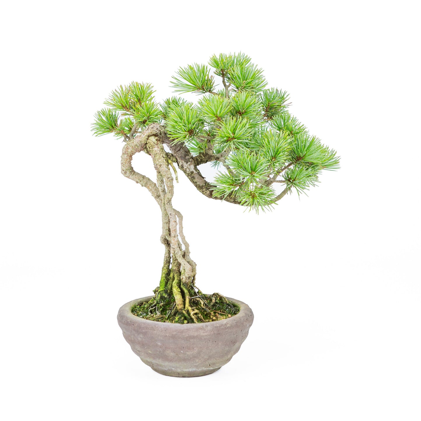 Buiten Bonsai Pinus parviflora neagari ongeglazuurde ronde pot 13cm, hoogte ~28cm