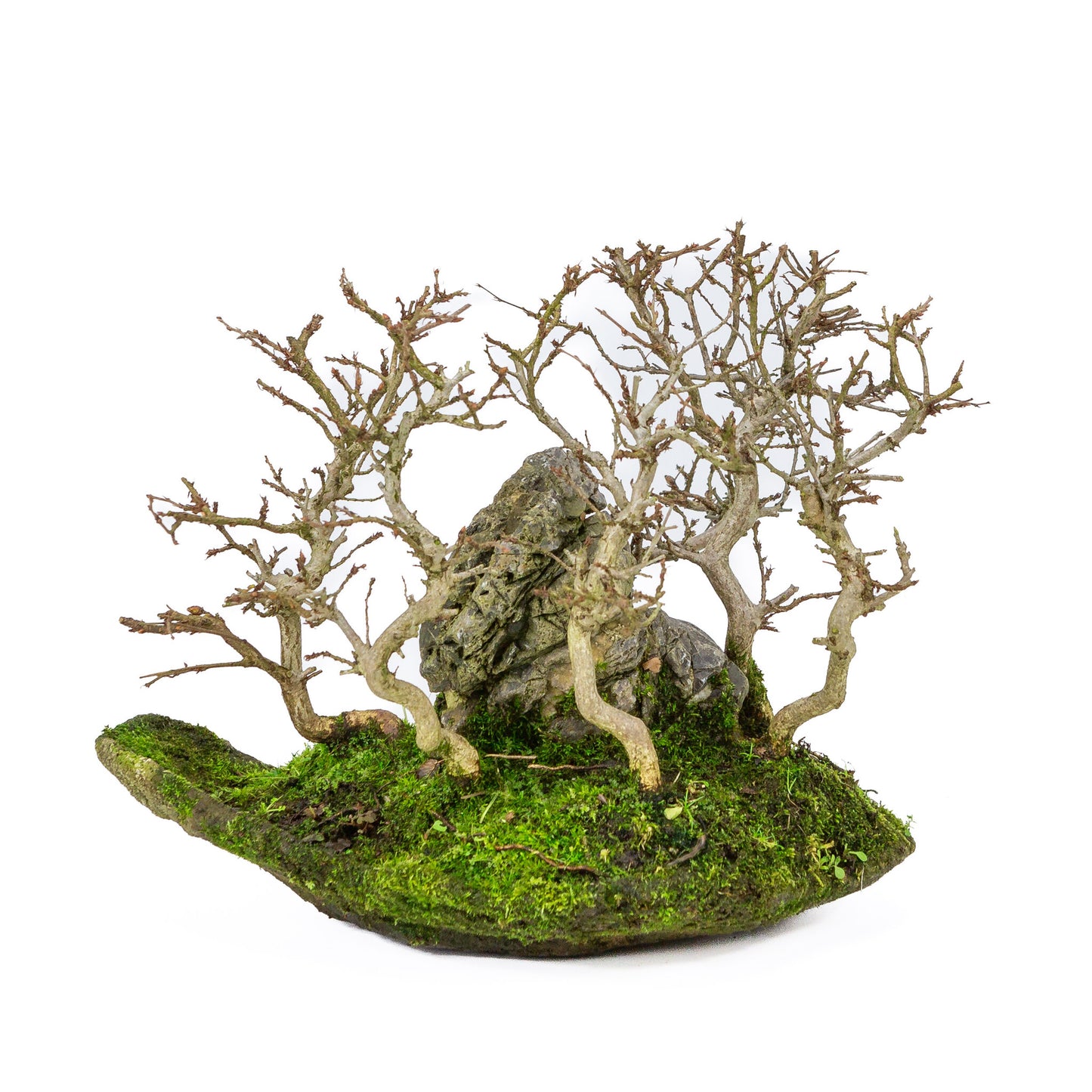 Buiten Bonsai Carpinus coreana met steen op plank 32cm, hoogte ~27cm