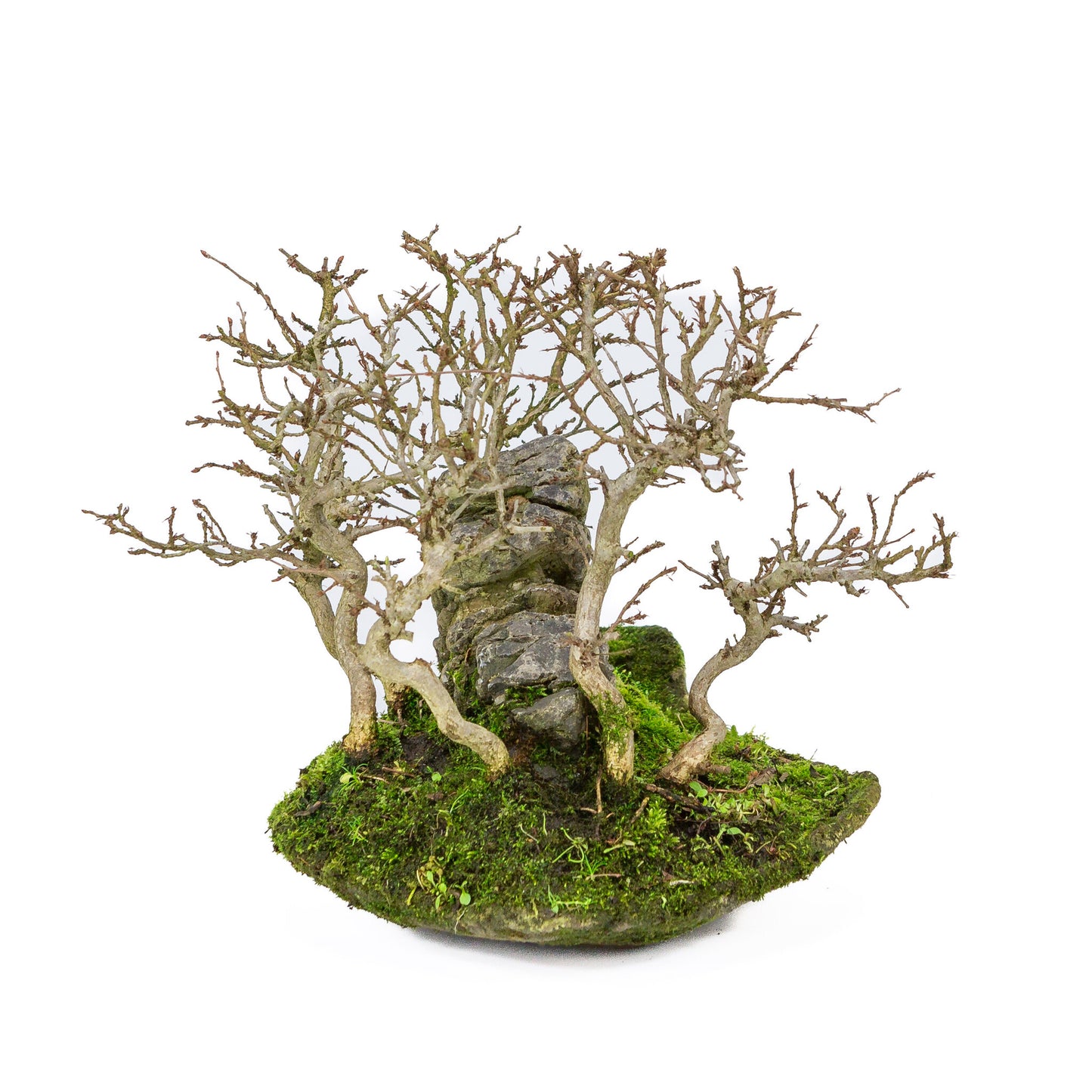 Buiten Bonsai Carpinus coreana met steen op plank 32cm, hoogte ~27cm