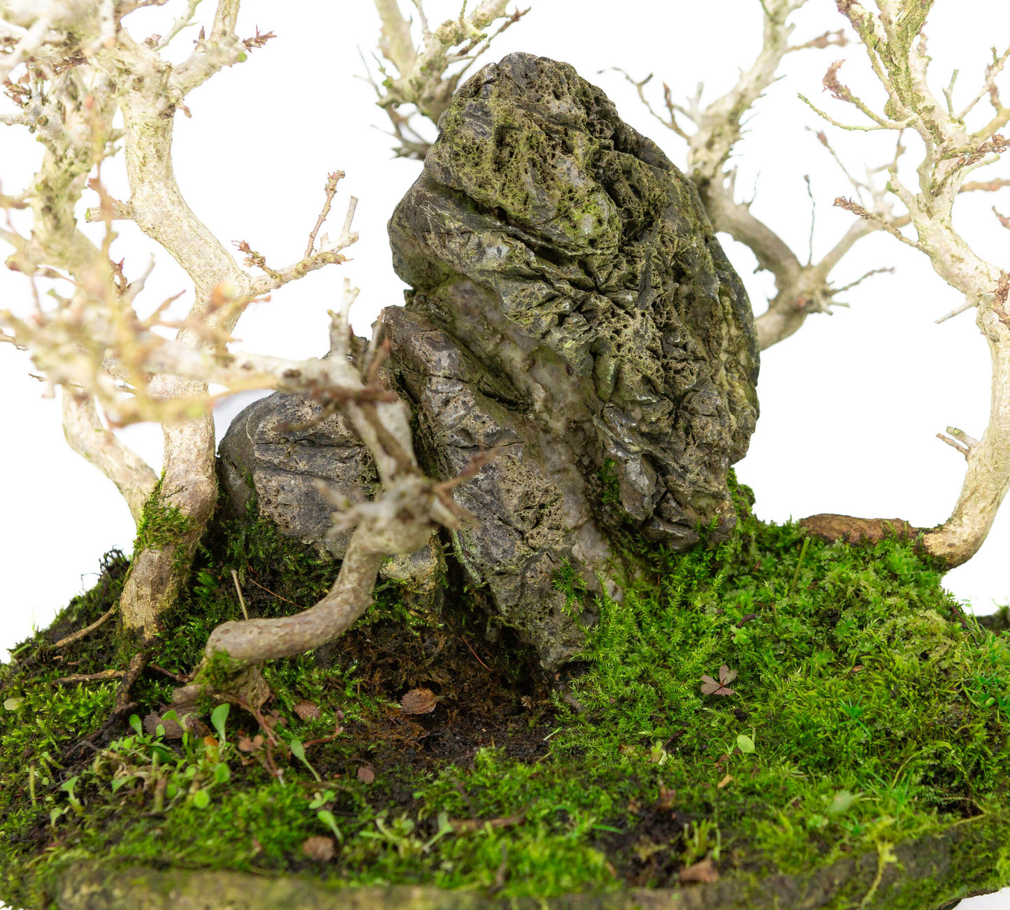 Buiten Bonsai Carpinus coreana met steen op plank 32cm, hoogte ~27cm