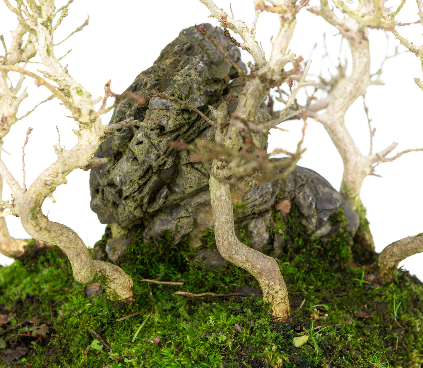 Buiten Bonsai Carpinus coreana met steen op plank 32cm, hoogte ~27cm