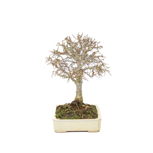 Pot rectangulaire crème pour bonsaï d'extérieur Shohin Zelkova serrata, 18 cm de diamètre, hauteur ~ 26 cm