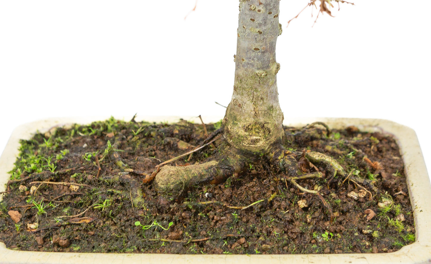 Pot rectangulaire crème pour bonsaï d'extérieur Shohin Zelkova serrata, 18 cm de diamètre, hauteur ~ 26 cm