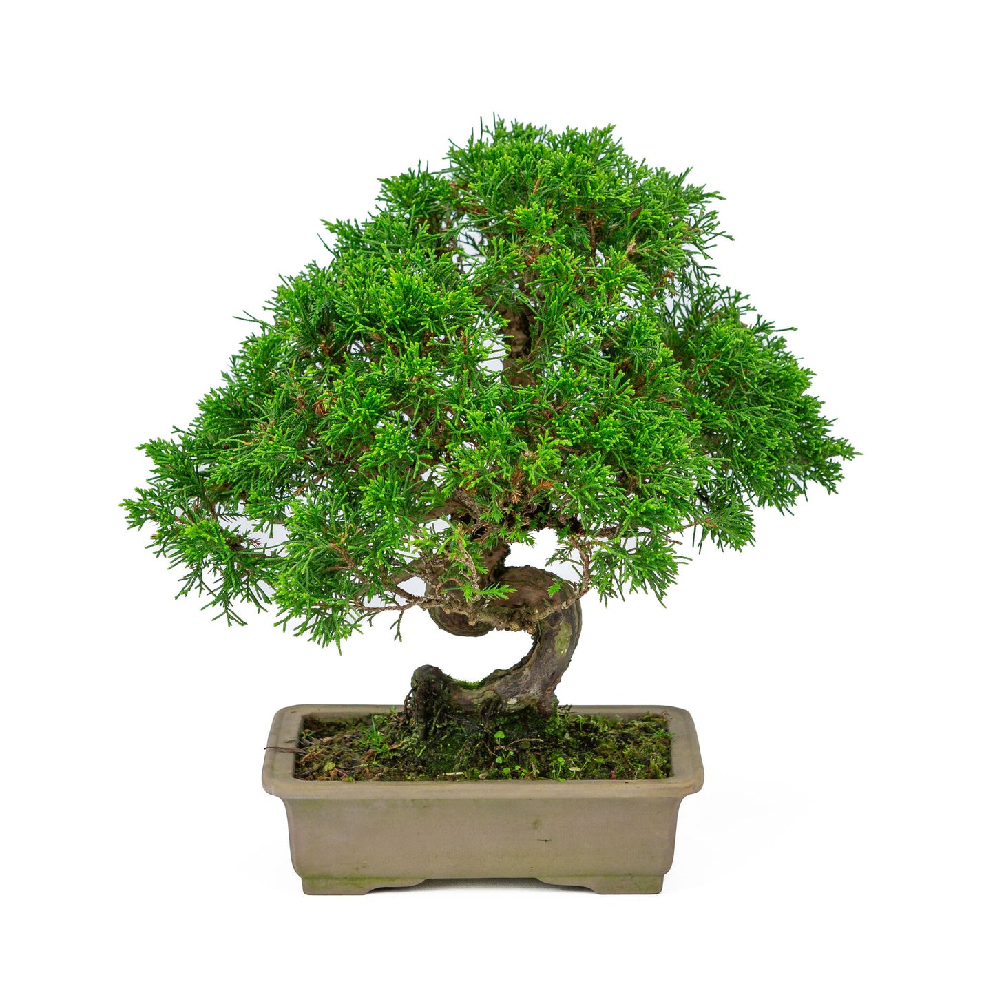 Buiten Bonsai Juniperus chinensis ongeglazuurde rechthoekige pot 19cm, hoogte ~31cm