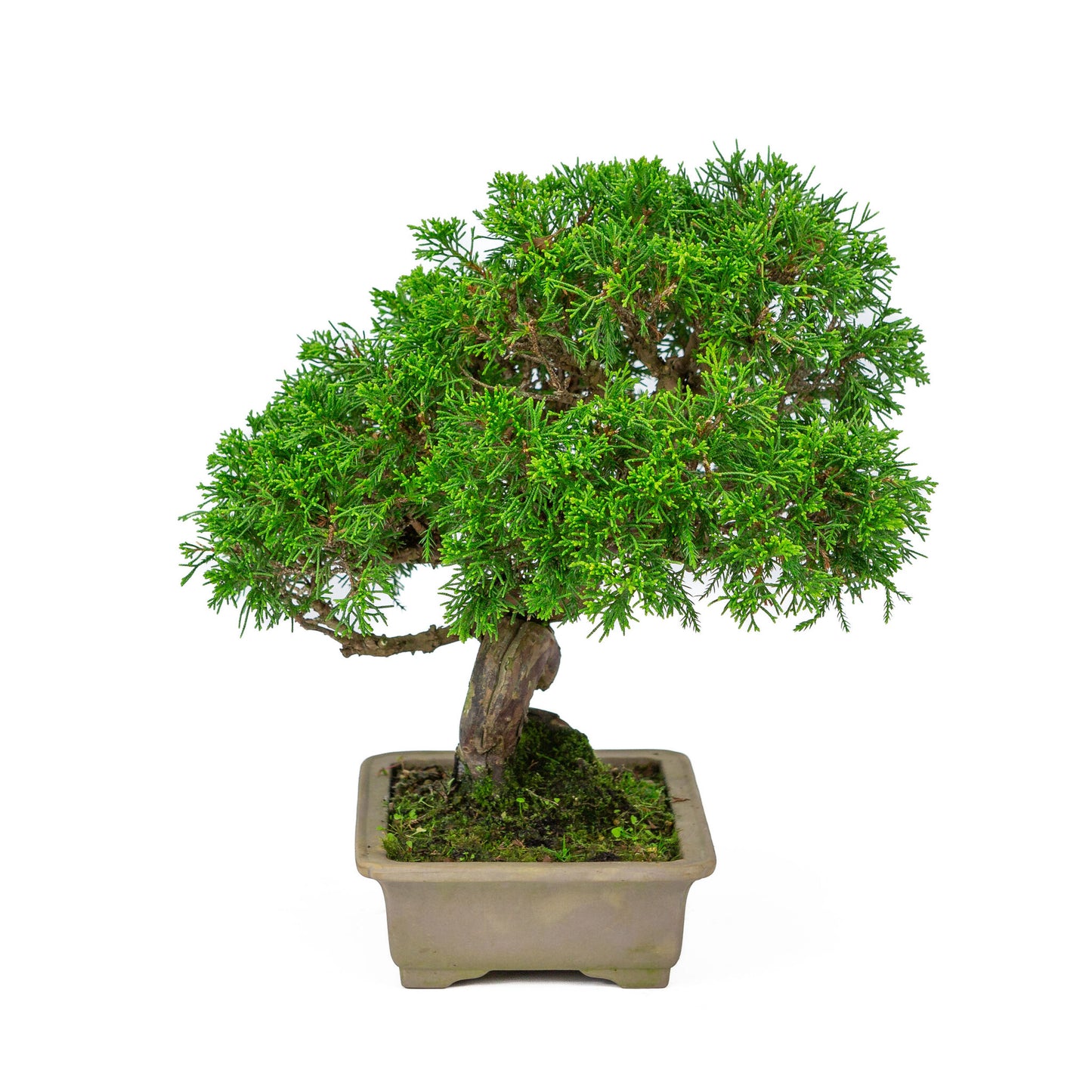 Buiten Bonsai Juniperus chinensis ongeglazuurde rechthoekige pot 19cm, hoogte ~31cm