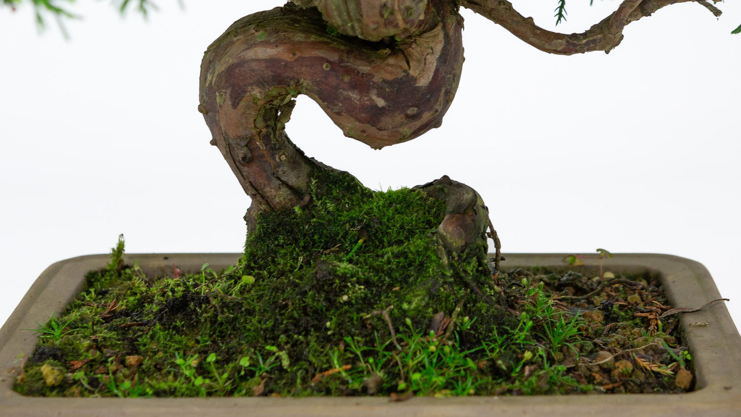 Buiten Bonsai Juniperus chinensis ongeglazuurde rechthoekige pot 19cm, hoogte ~31cm