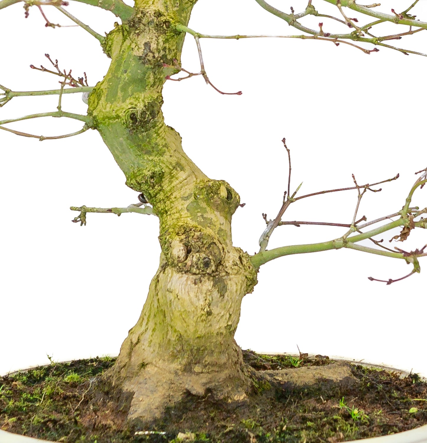 Buiten Bonsai Acer palmatum Benichidori creme ovale pot 24cm, hoogte ~47cm