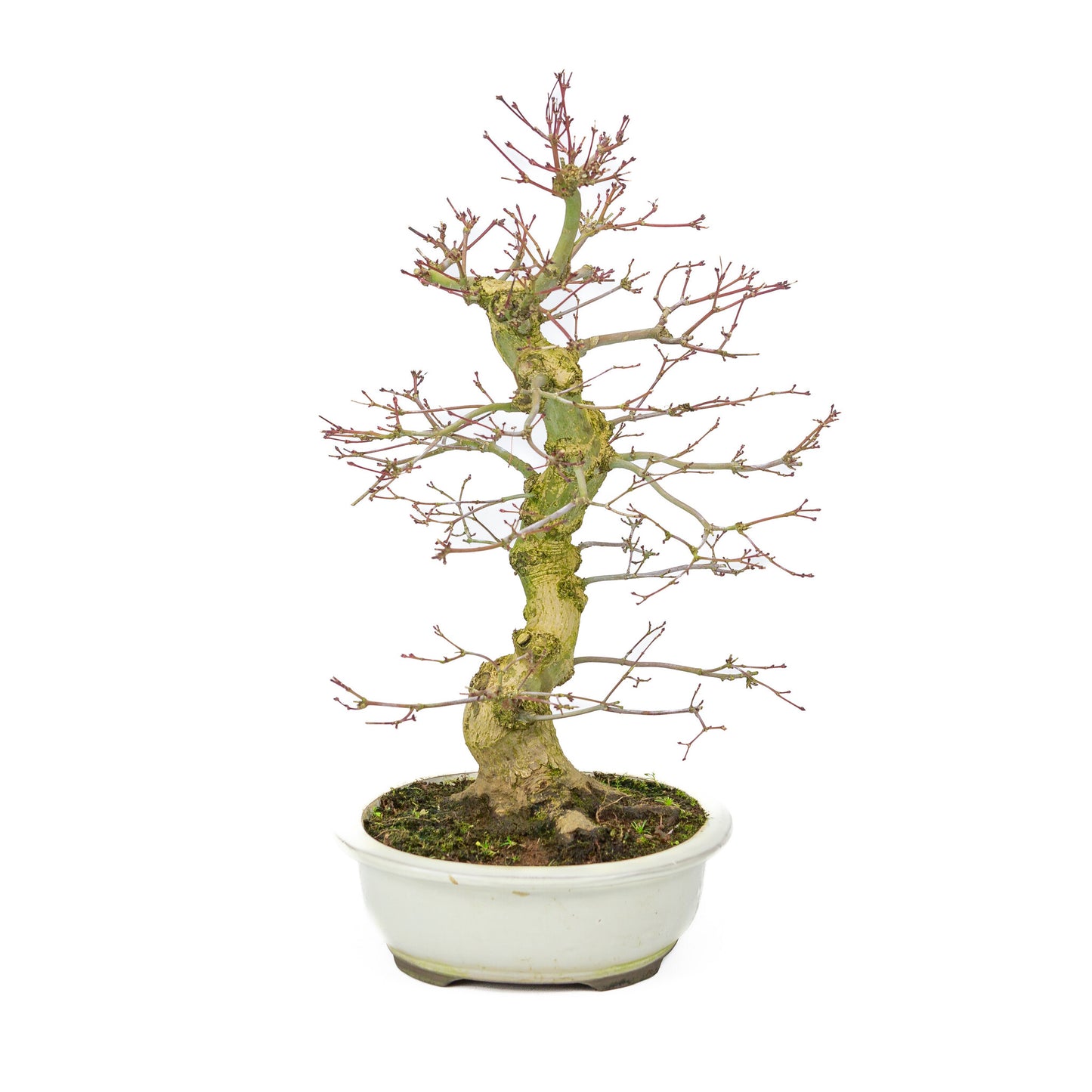 Buiten Bonsai Acer palmatum Benichidori creme ovale pot 24cm, hoogte ~47cm