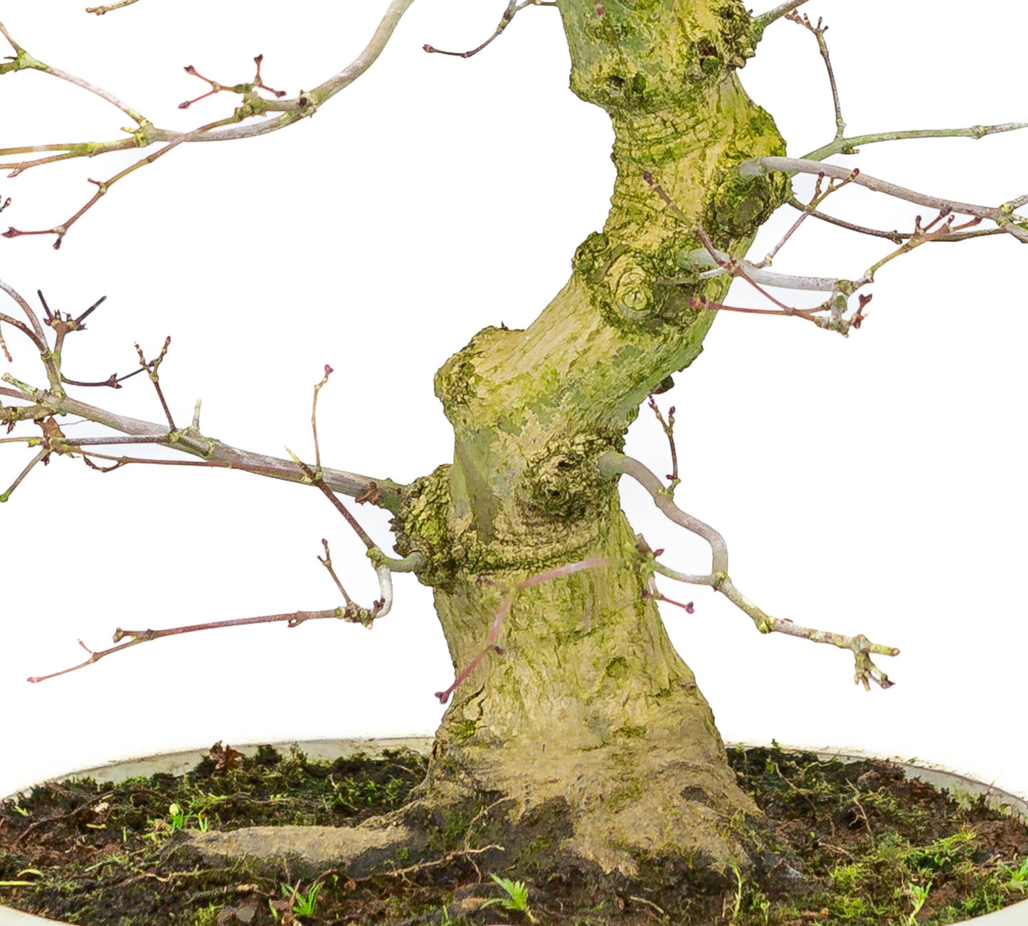 Buiten Bonsai Acer palmatum Benichidori creme ovale pot 24cm, hoogte ~47cm