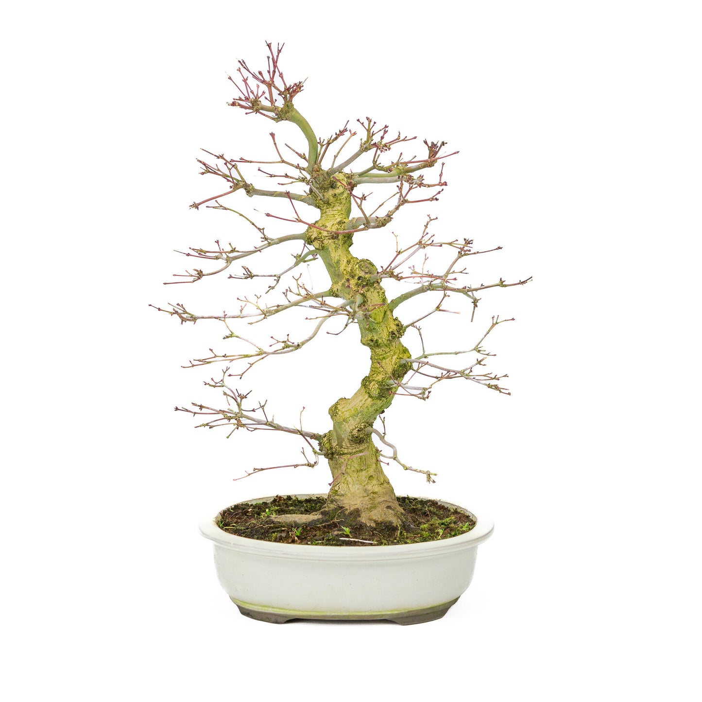 Buiten Bonsai Acer palmatum Benichidori creme ovale pot 24cm, hoogte ~47cm