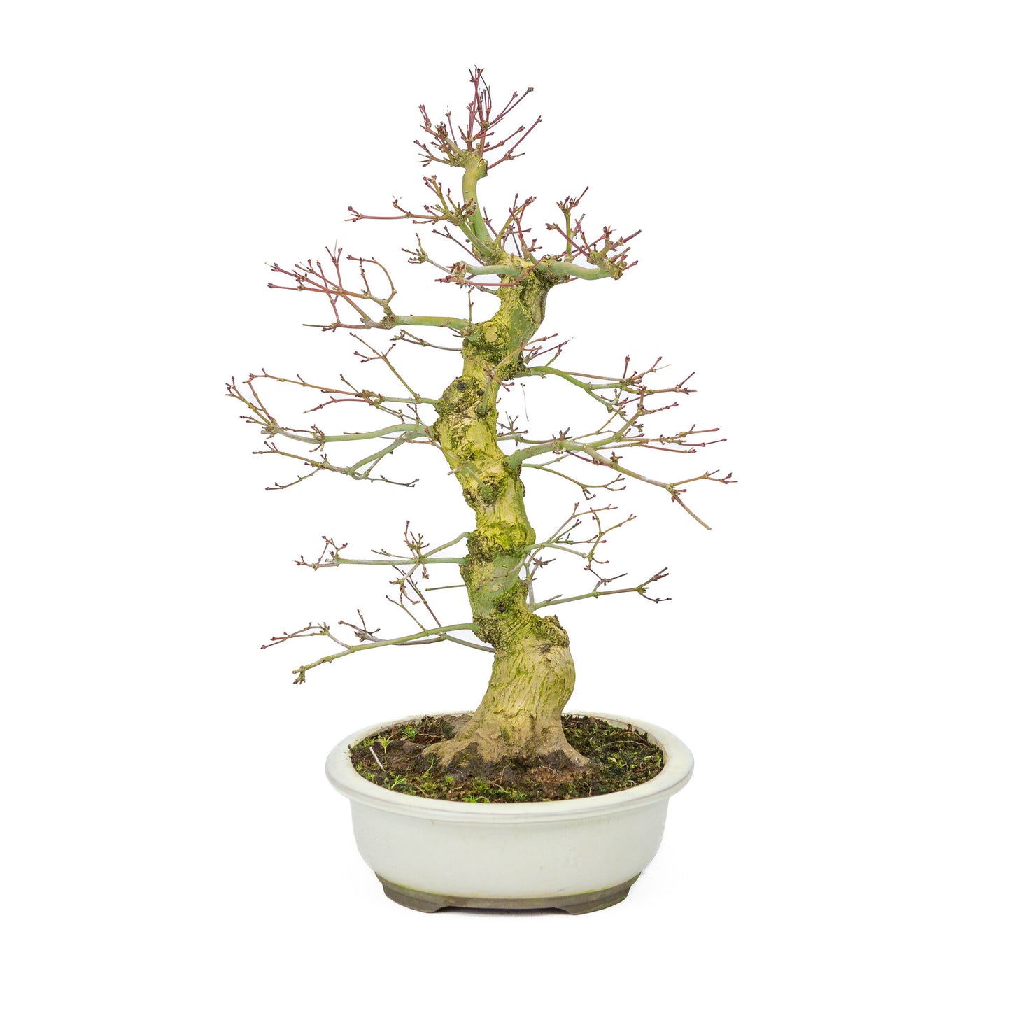 Buiten Bonsai Acer palmatum Benichidori creme ovale pot 24cm, hoogte ~47cm