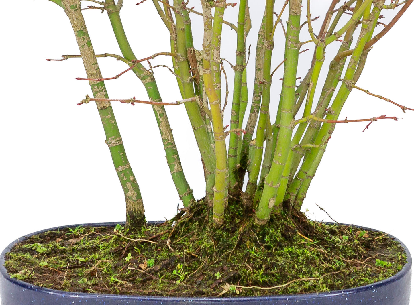 Bonsaï d'extérieur Acer palmatum forest, pot ovale bleu en plastique de 22 cm, hauteur ~32 cm