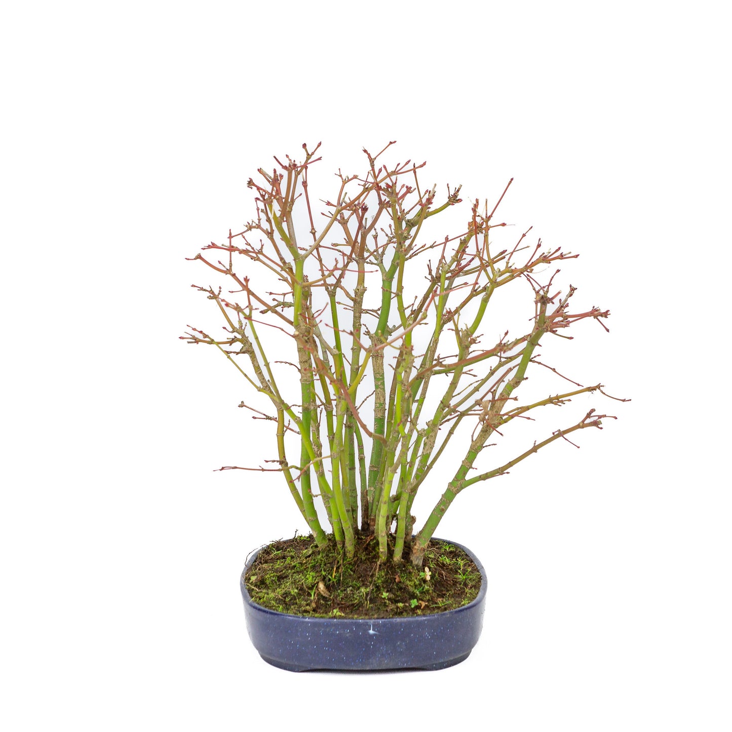 Buiten Bonsai Acer palmatum bos plastic blauwe ovale pot 22cm, hoogte ~32cm