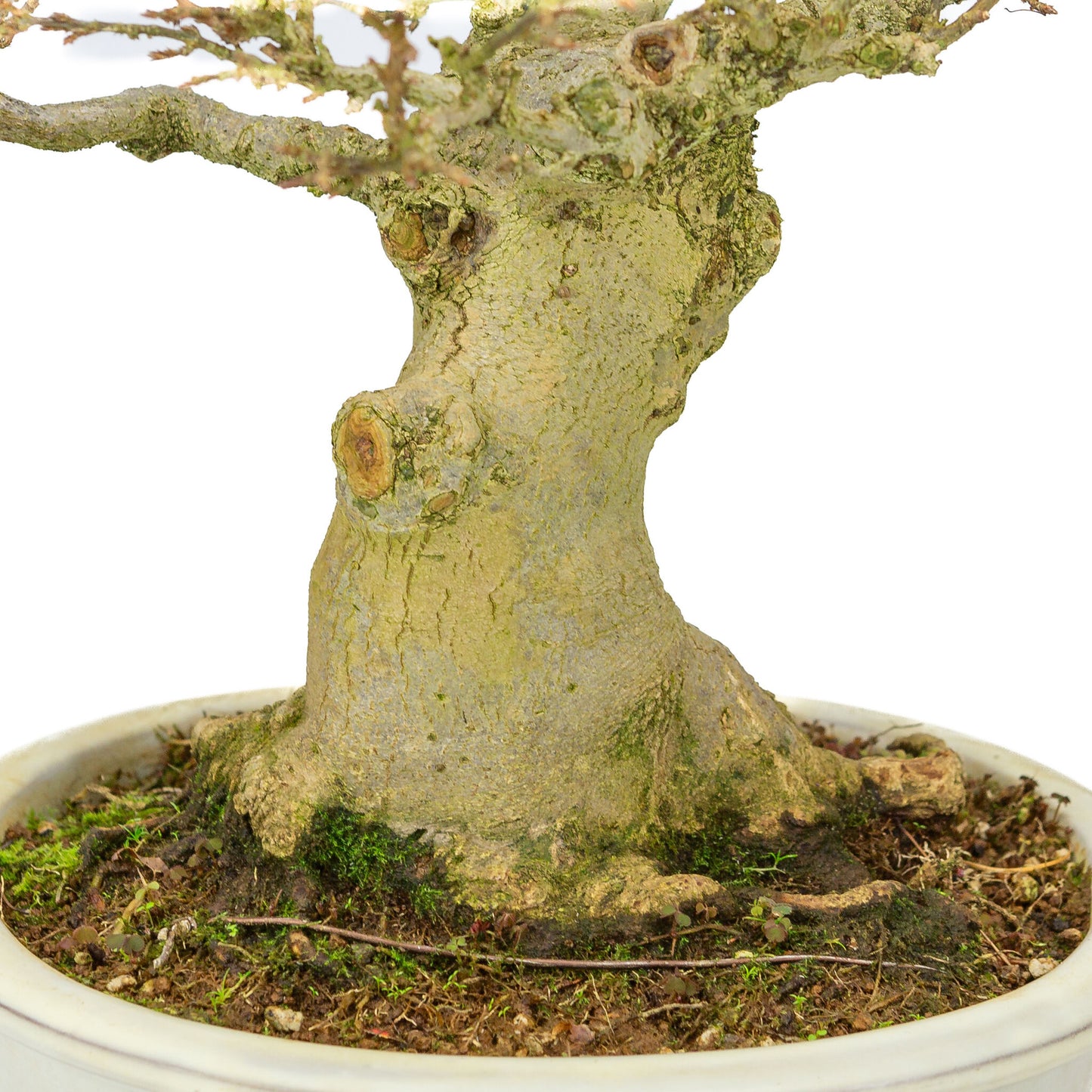 Bonsaï d'extérieur Acer buergerianum crème pot ovale 25cm, hauteur ~36cm