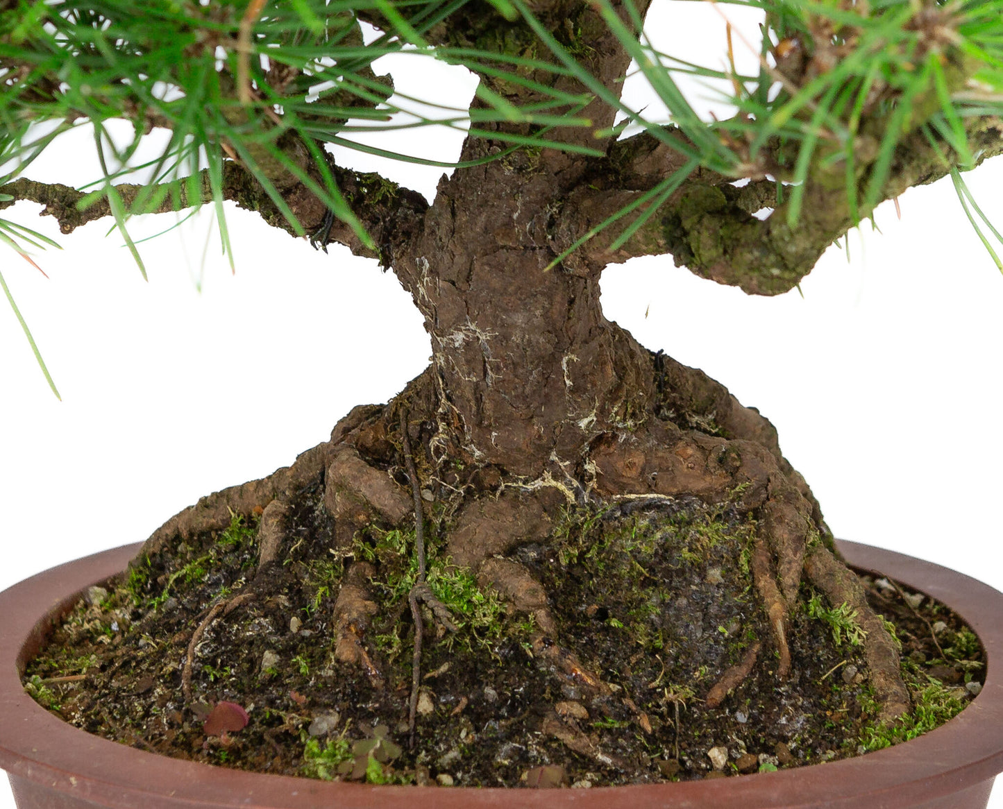 Bonsaï d'extérieur Pinus thunbergii en pot ovale non émaillé de 19 cm de diamètre, hauteur ~30 cm