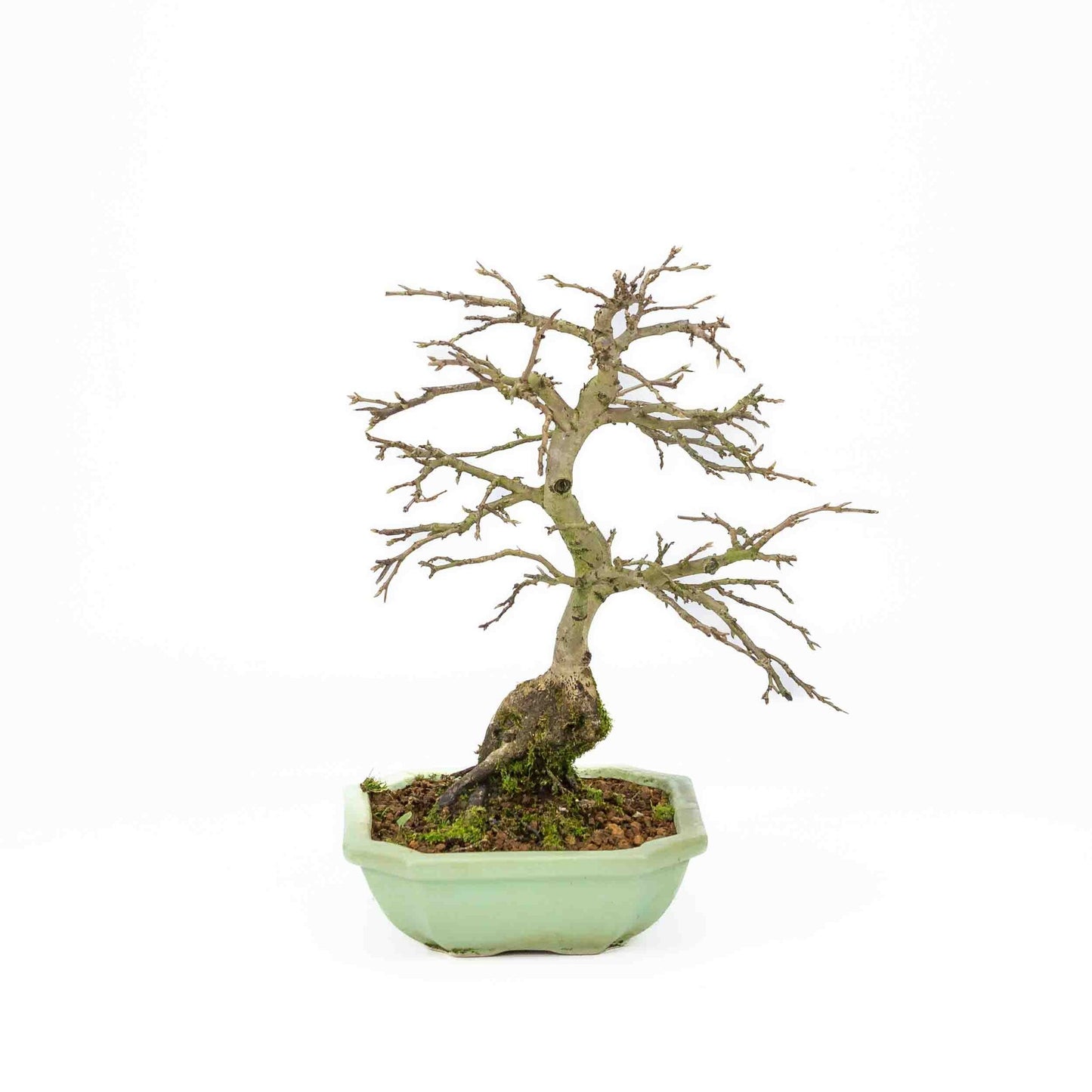 Buiten Bonsai Diospyros kaki licht groene vierkant Mokko pot 14cm, hoogte ~ 30cm