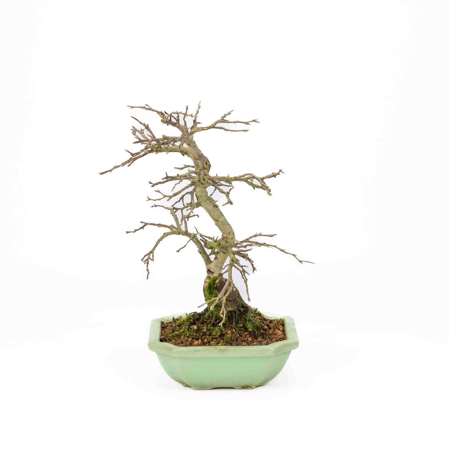 Buiten Bonsai Diospyros kaki licht groene vierkant Mokko pot 14cm, hoogte ~ 30cm