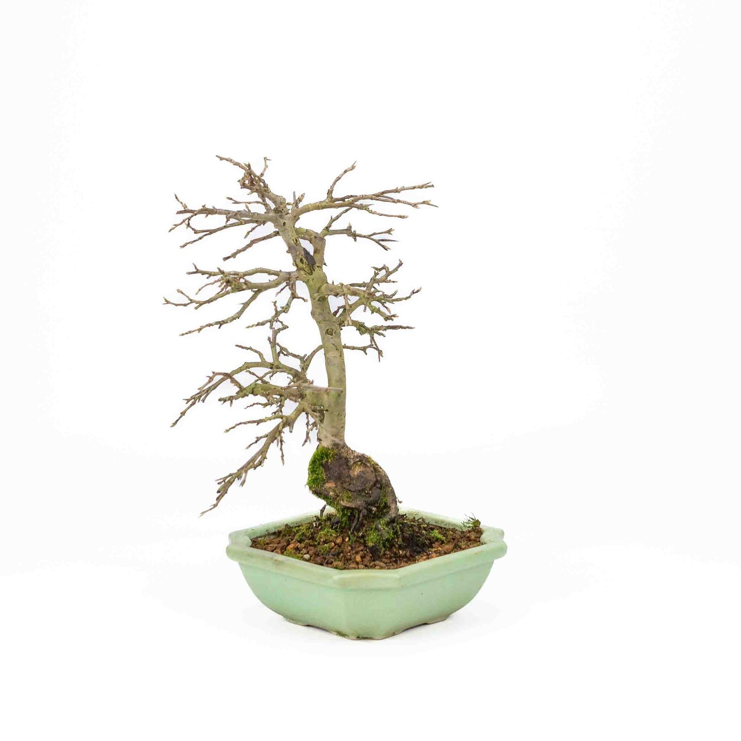 Buiten Bonsai Diospyros kaki licht groene vierkant Mokko pot 14cm, hoogte ~ 30cm
