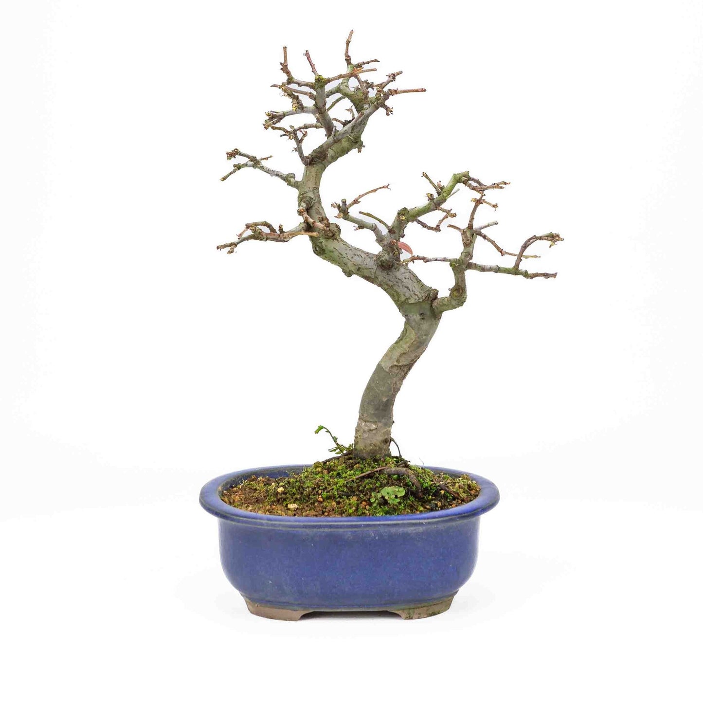 Buiten Bonsai Pseudocydonia sinensis donker blauwe ovale pot 28cm, hoogte ~34cm