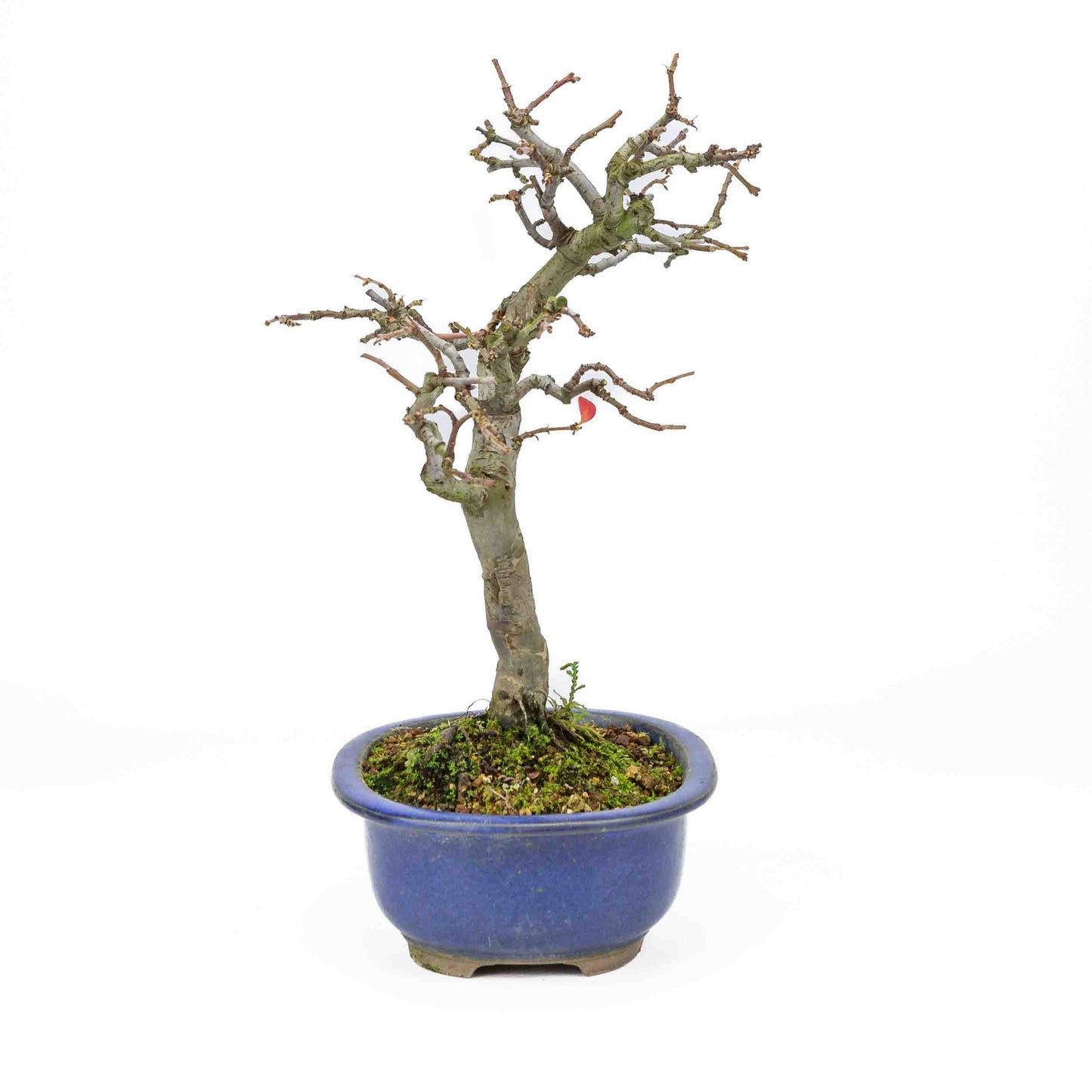 Buiten Bonsai Pseudocydonia sinensis donker blauwe ovale pot 28cm, hoogte ~34cm