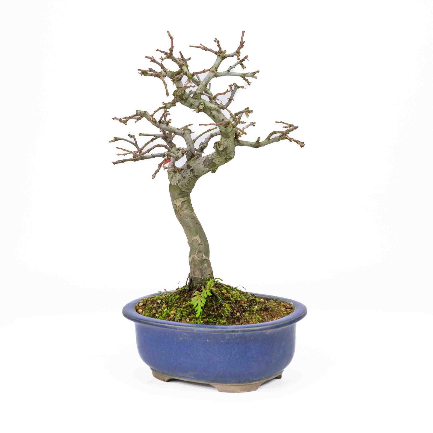 Buiten Bonsai Pseudocydonia sinensis donker blauwe ovale pot 28cm, hoogte ~34cm