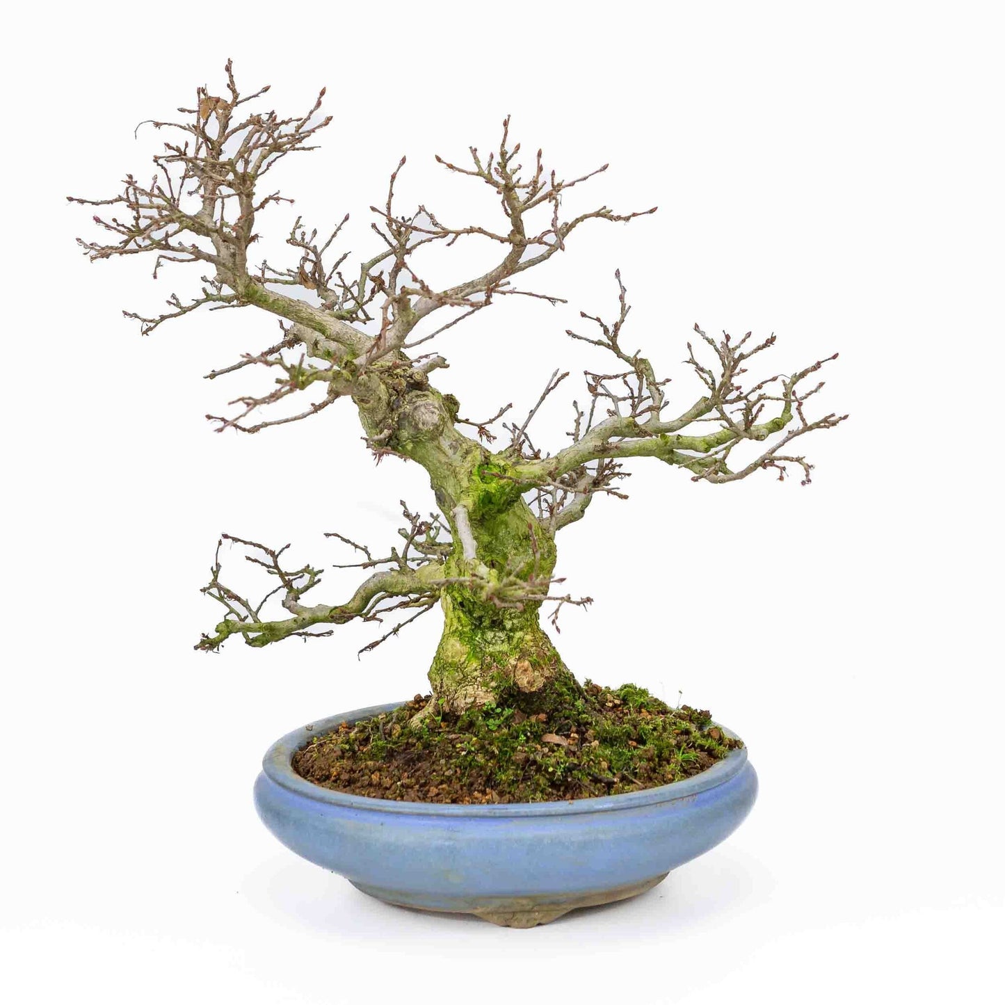Buiten Bonsai Carpinus coreana licht blauwe ronde pot 21cm, hoogte ~33cm