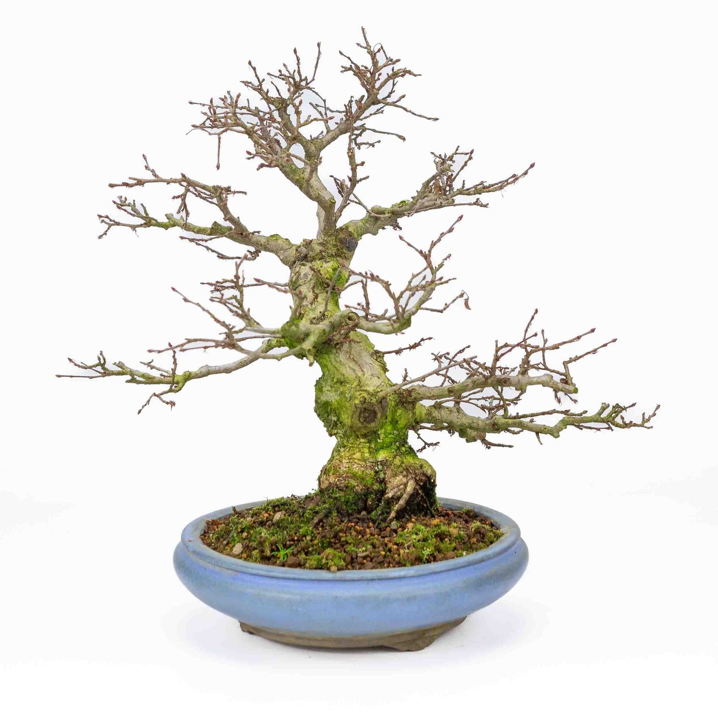 Buiten Bonsai Carpinus coreana licht blauwe ronde pot 21cm, hoogte ~33cm