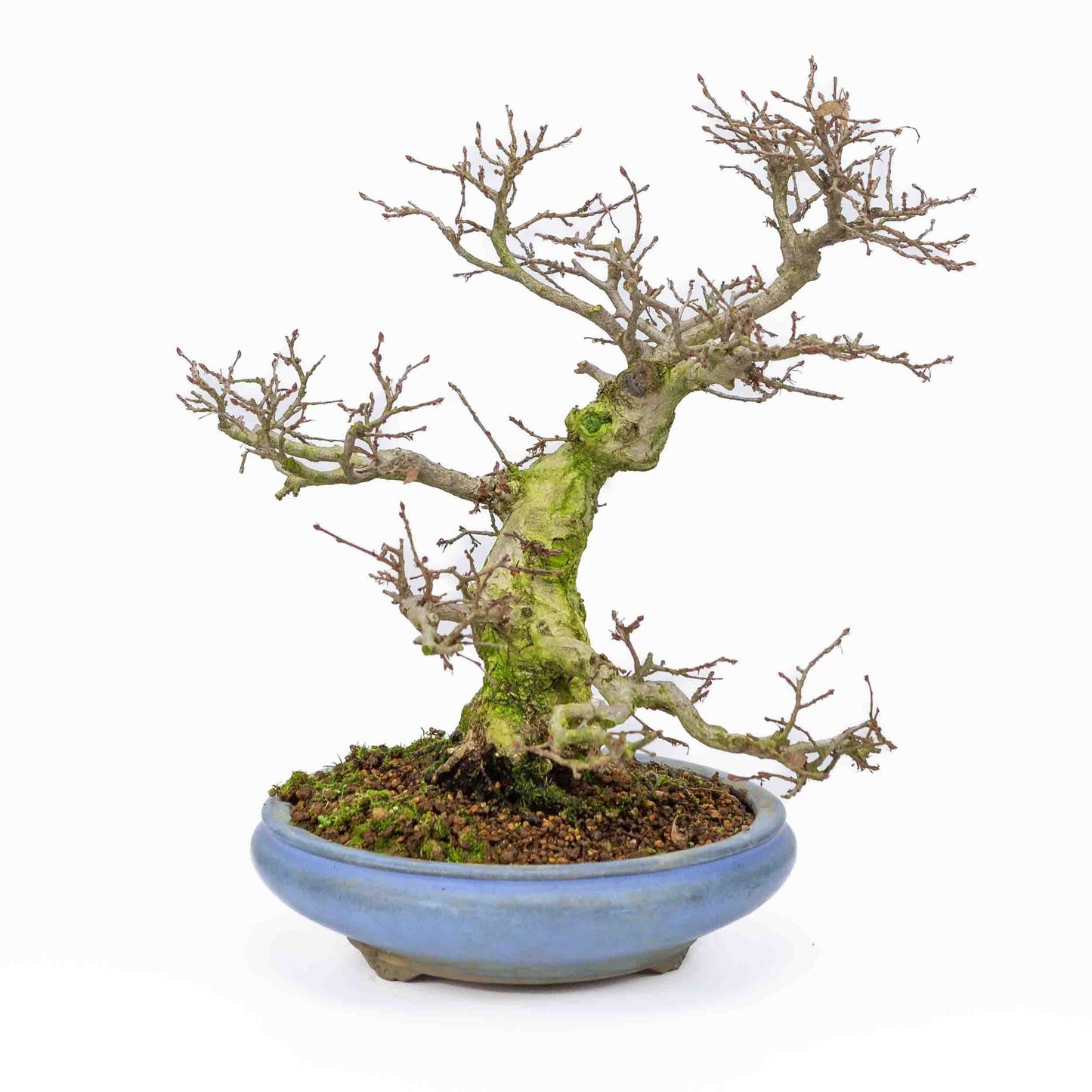 Buiten Bonsai Carpinus coreana licht blauwe ronde pot 21cm, hoogte ~33cm