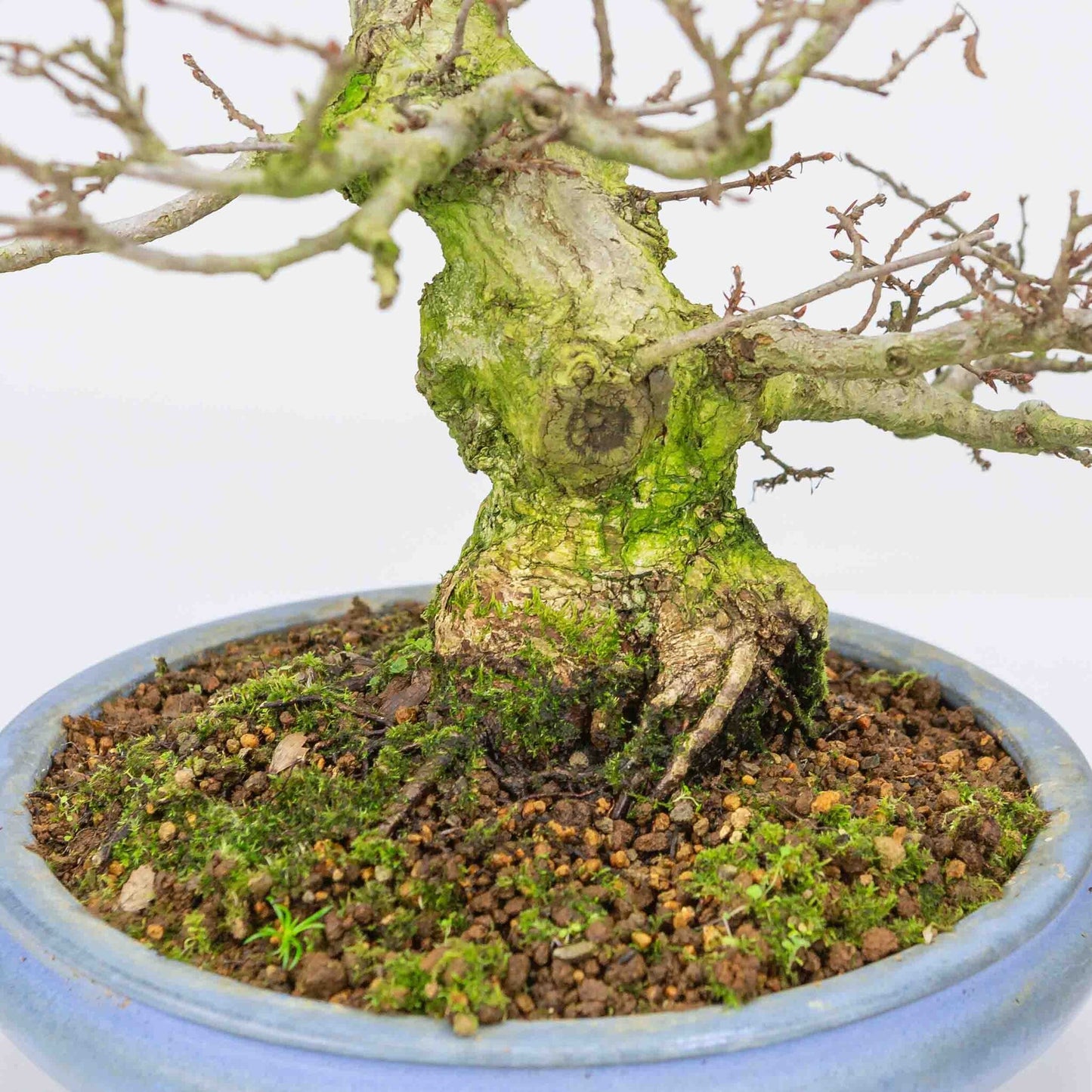 Buiten Bonsai Carpinus coreana licht blauwe ronde pot 21cm, hoogte ~33cm