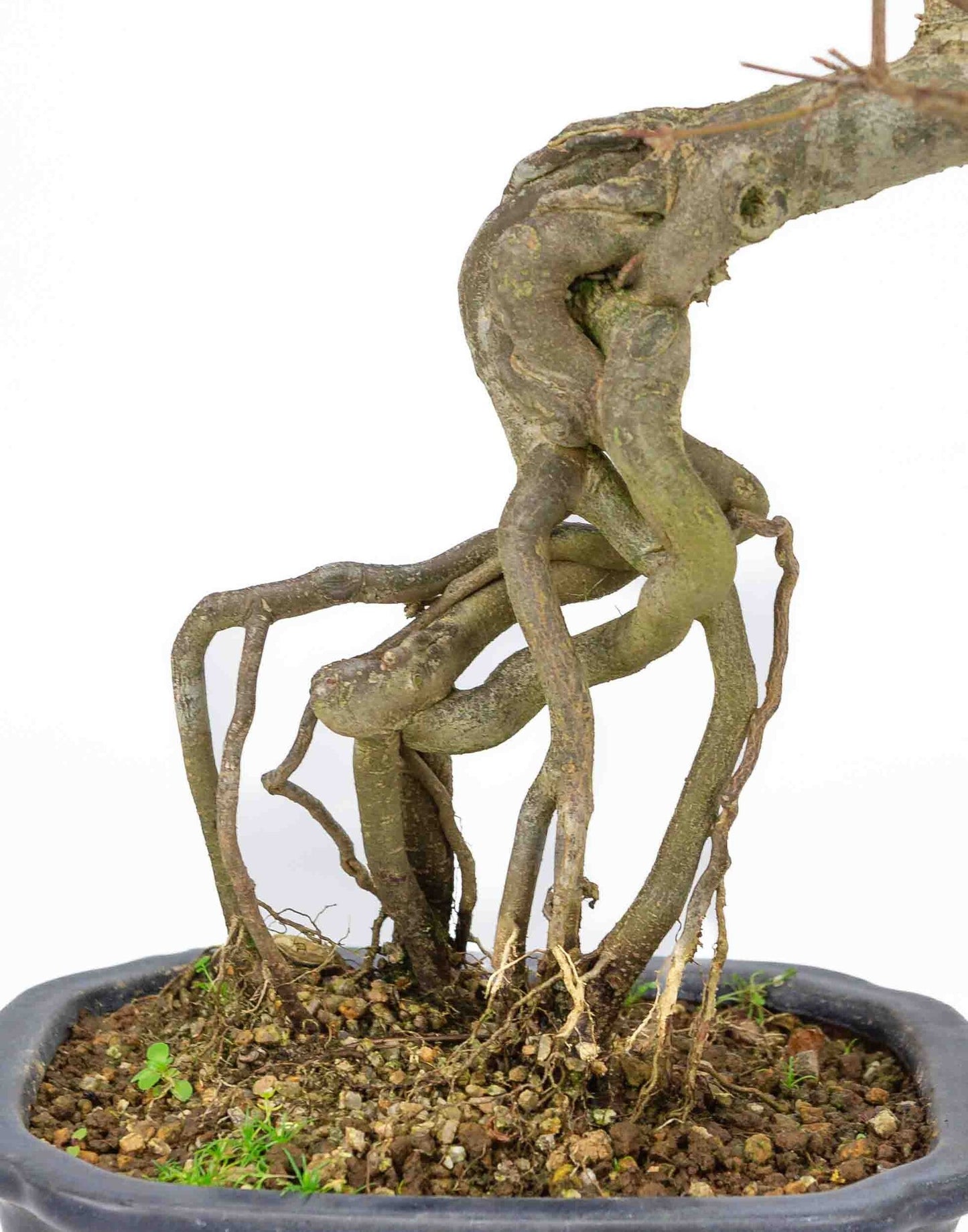 Bonsaï d'extérieur Acer buergerianum bleu pot Mokko rectangulaire 19cm, hauteur ~40cm