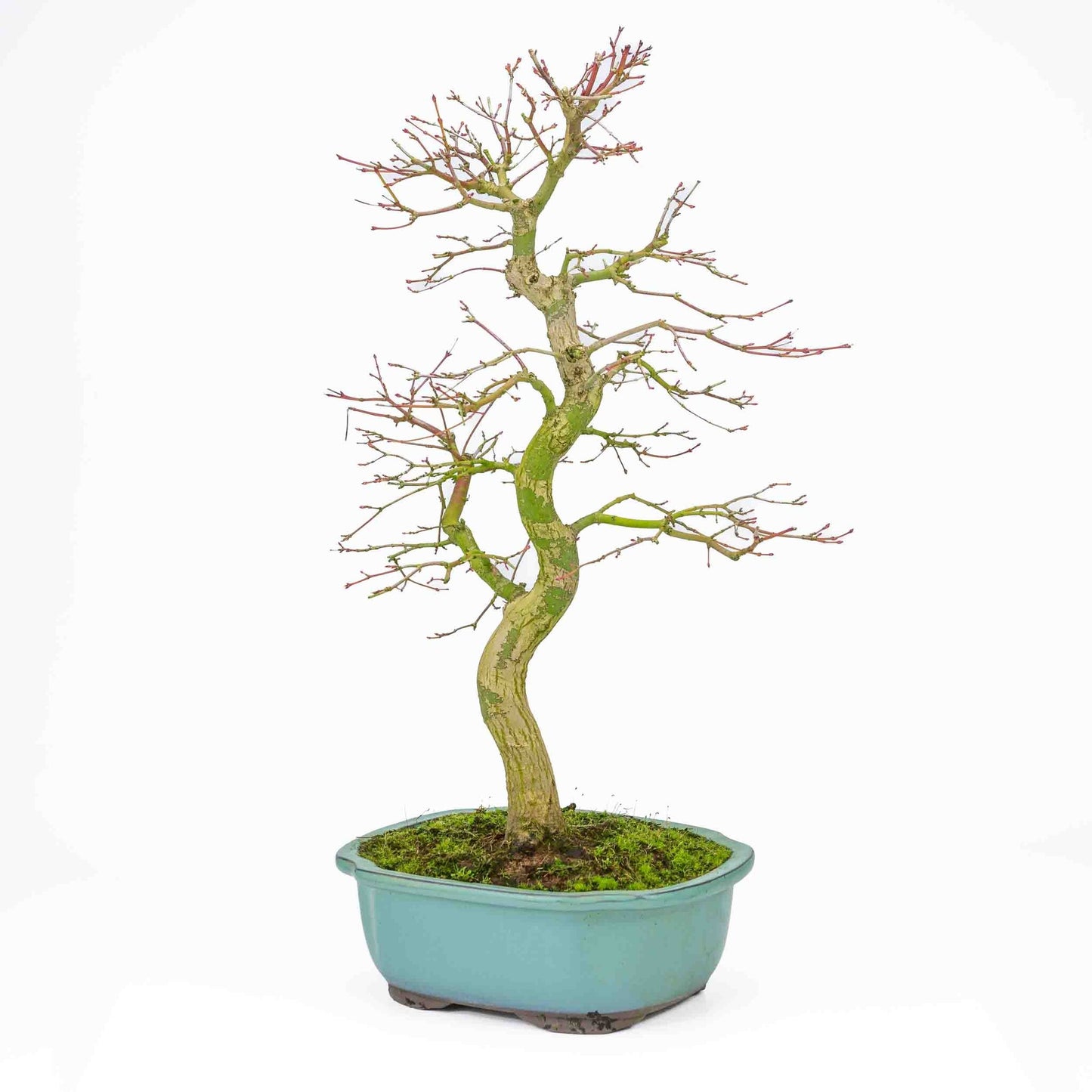 Bonsaï d'extérieur Acer palmatum turquoise, pot Mokko 24 cm, hauteur ~55 cm