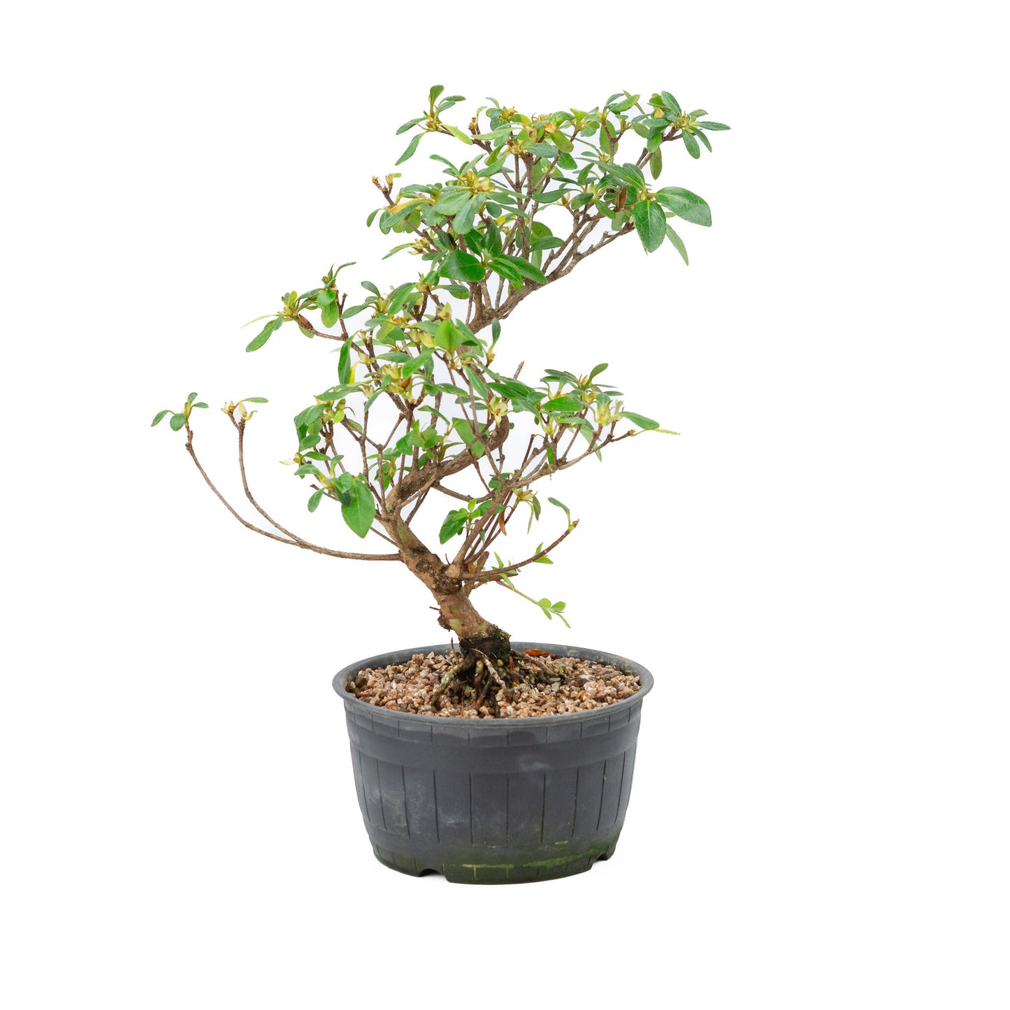 Buiten Bonsai Rhododendron indicum plastic pot 14 cm, hoogte ~34cm