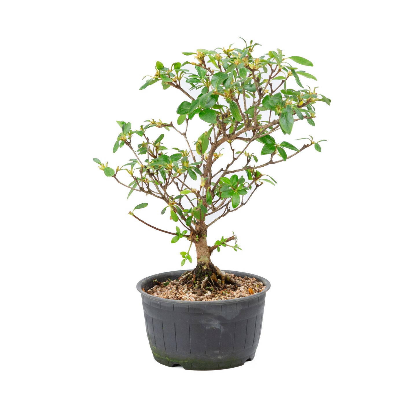 Buiten Bonsai Rhododendron indicum plastic pot 14 cm, hoogte ~34cm
