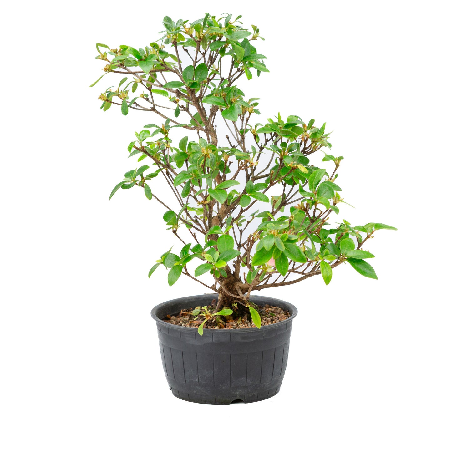 Buiten Bonsai Rhododendron indicum plastic pot 14 cm, hoogte ~36cm