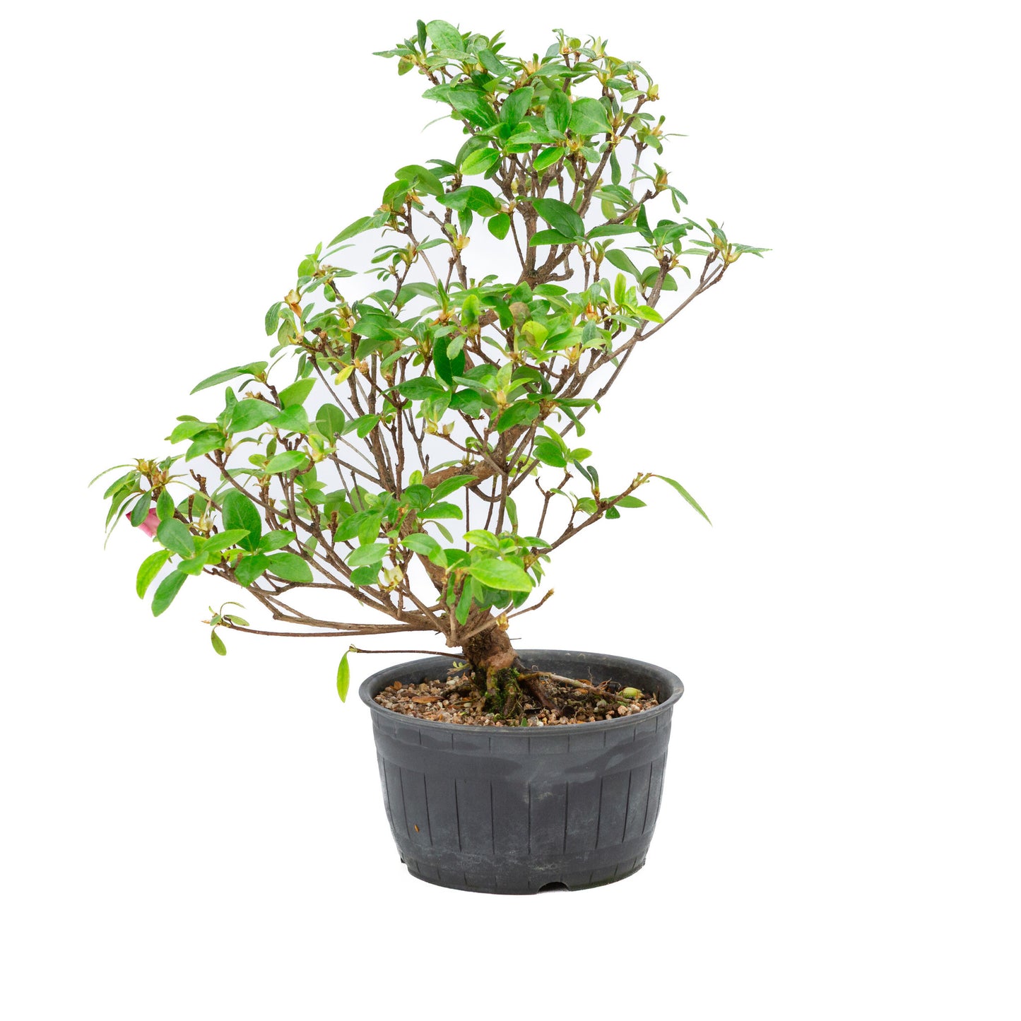 Buiten Bonsai Rhododendron indicum plastic pot 14 cm, hoogte ~36cm
