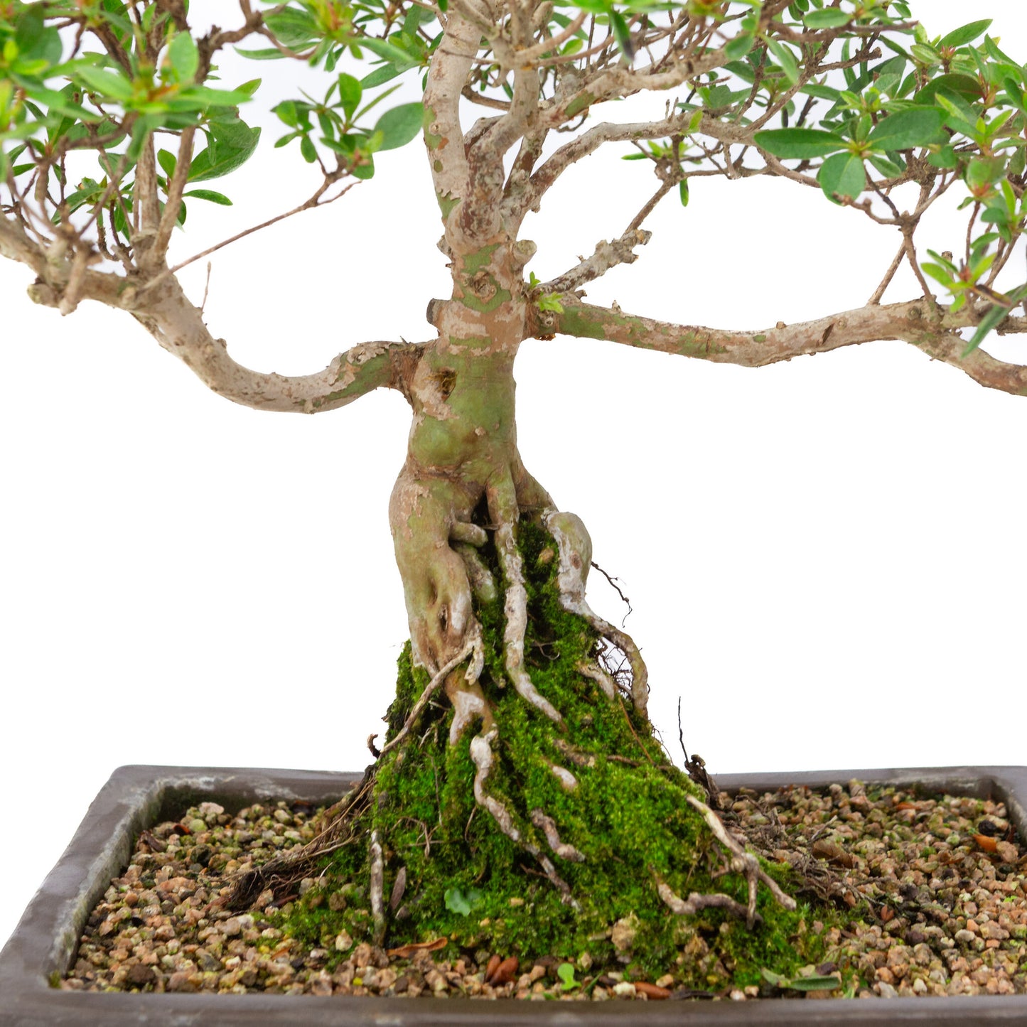 Buiten Bonsai Rhododendron indicum ongeglazuurde rechthoekige pot 25cm, hoogte ~41cm