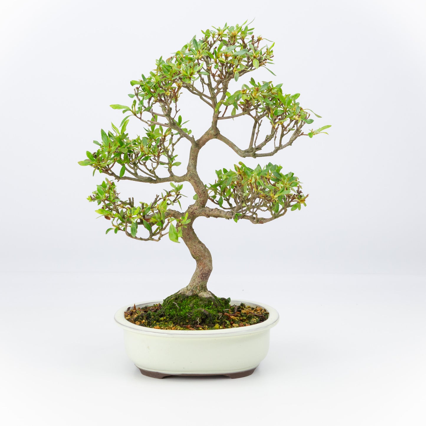 Buiten Bonsai Rhododendron indicum creme ovale pot 20cm, hoogte ~42cm