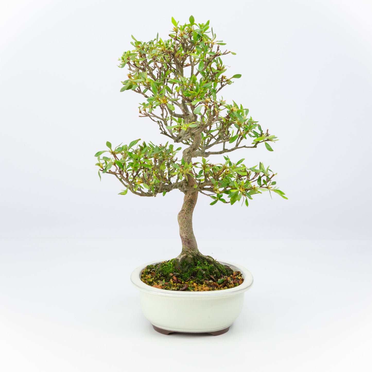 Buiten Bonsai Rhododendron indicum creme ovale pot 20cm, hoogte ~42cm