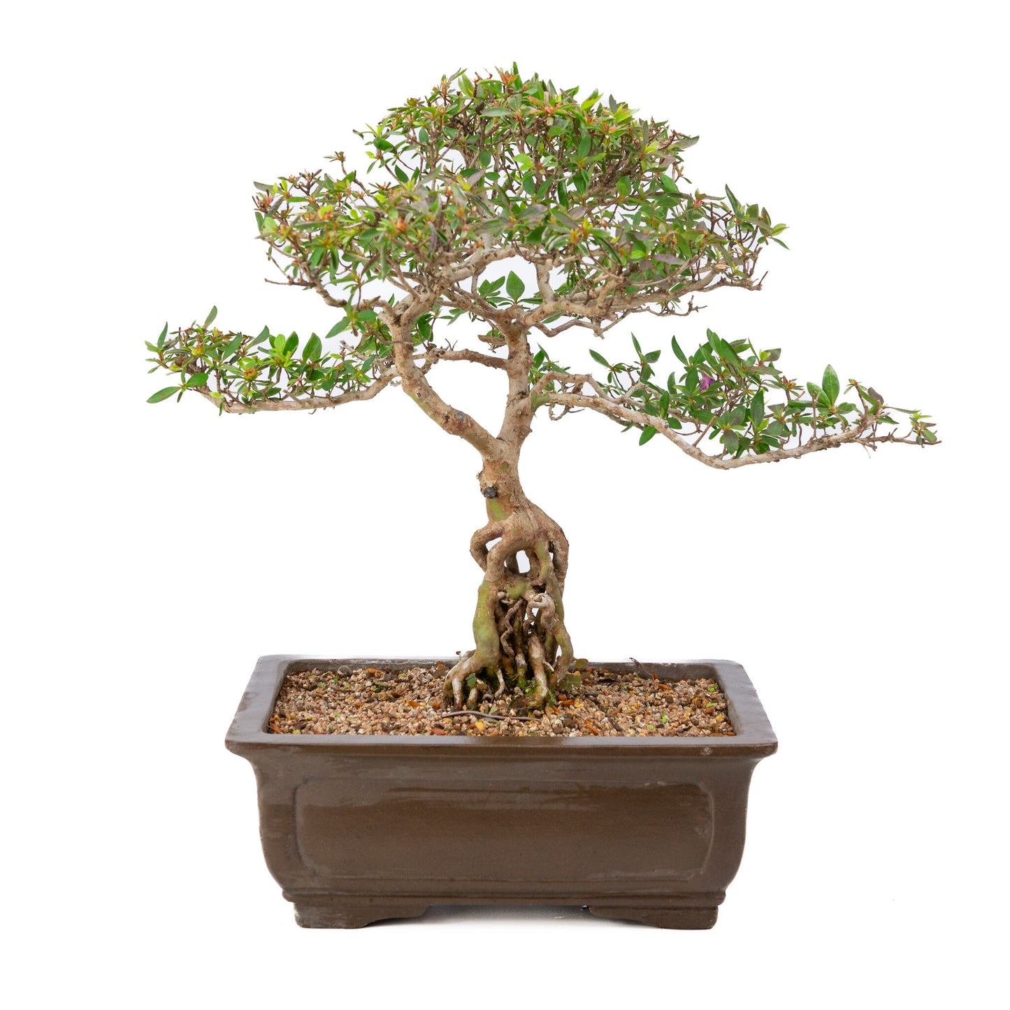 Buiten Bonsai Rhododendron indicum ongeglazuurde rechthoekige pot 32cm, hoogte ~53cm
