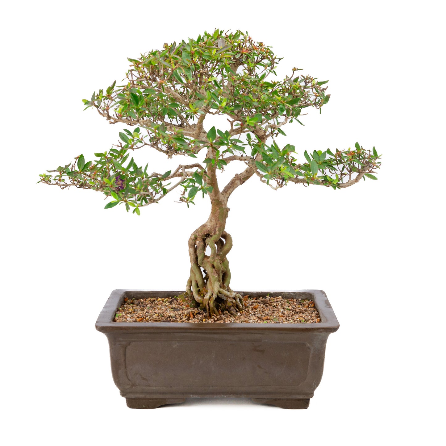 Buiten Bonsai Rhododendron indicum ongeglazuurde rechthoekige pot 32cm, hoogte ~53cm