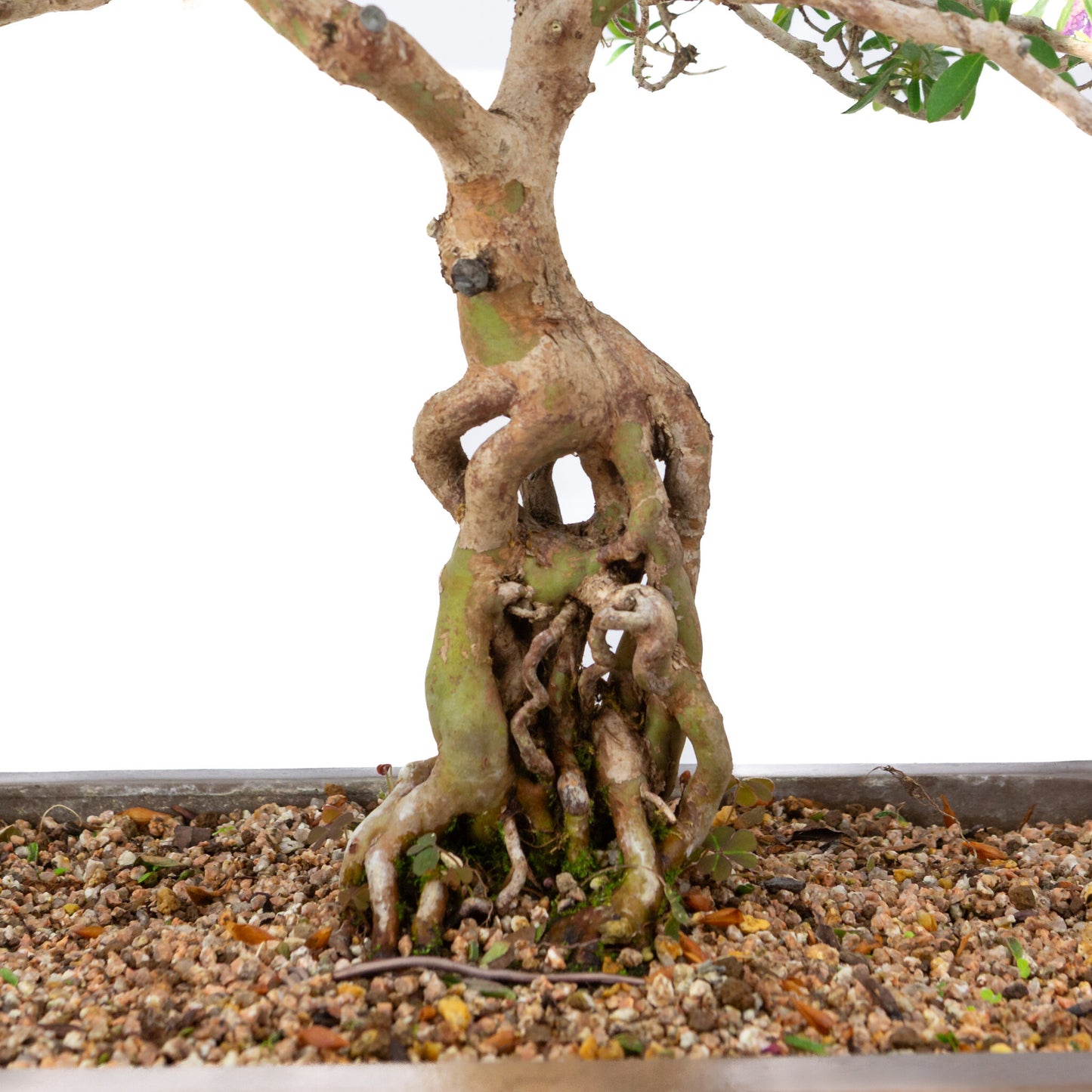 Buiten Bonsai Rhododendron indicum ongeglazuurde rechthoekige pot 32cm, hoogte ~53cm